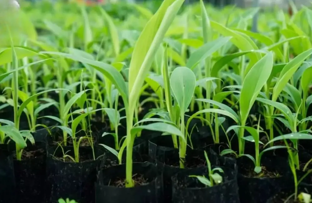 Chuối tiêu hồng cấy mô
