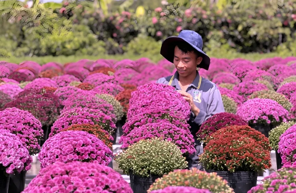 Các giống Cúc Cấy Mô có tại ViGen