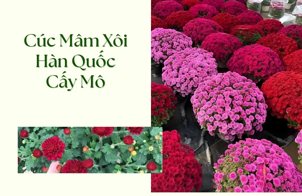Cúc Mâm Xôi Hàn Quốc cấy mô