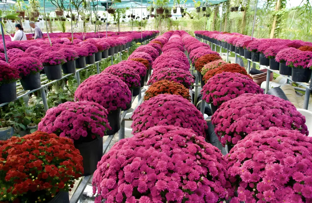 Giai đoạn tạo tán – ra hoa của cúc mâm xôi