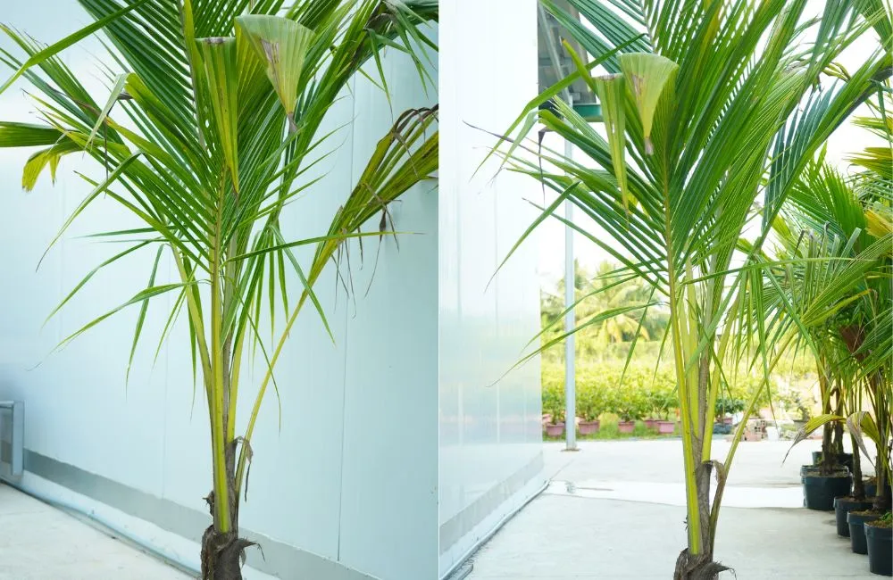 Giá trị kinh tế & tiềm năng phát triển của cây dừa sáp vàng