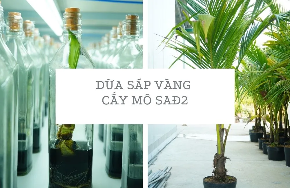 Dừa sáp vàng là gì?