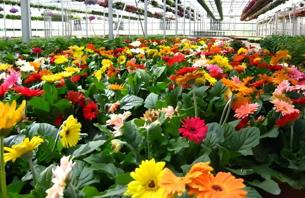 Hoa đồng tiền lùn cấy mô trong ứng dụng