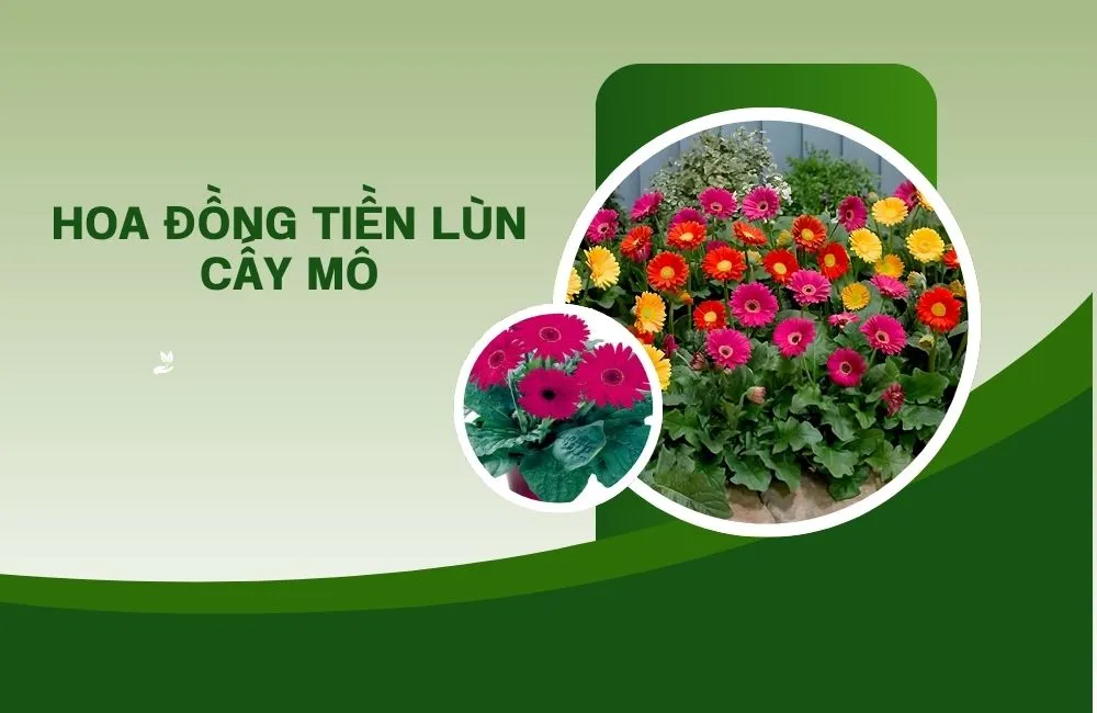 Hoa đồng tiền lùn cấy mô