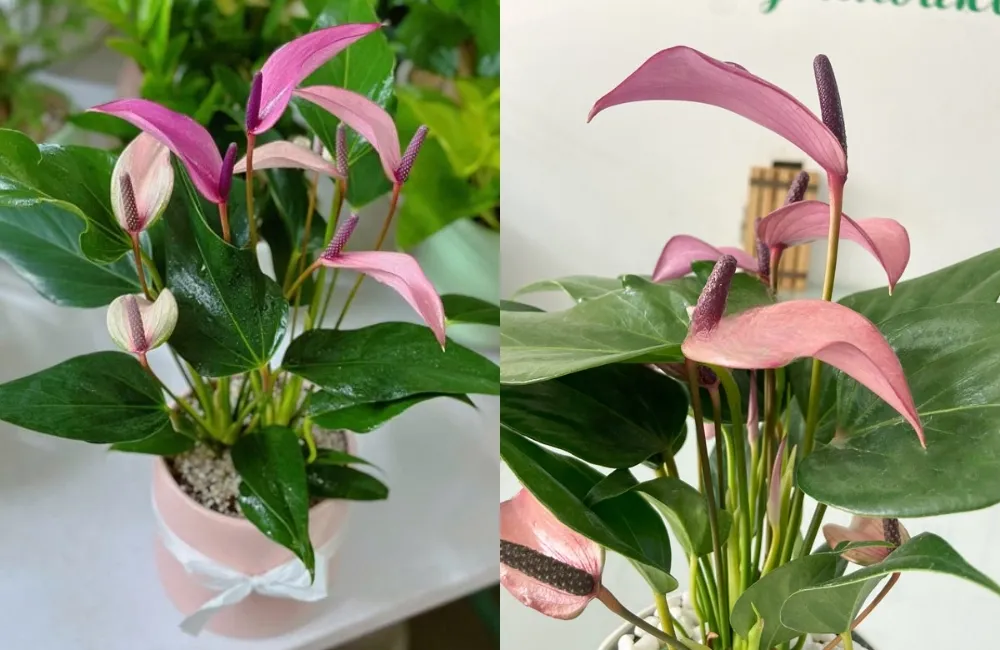 Các dòng và giống Hồng Môn Tím phổ biến hiện nay
