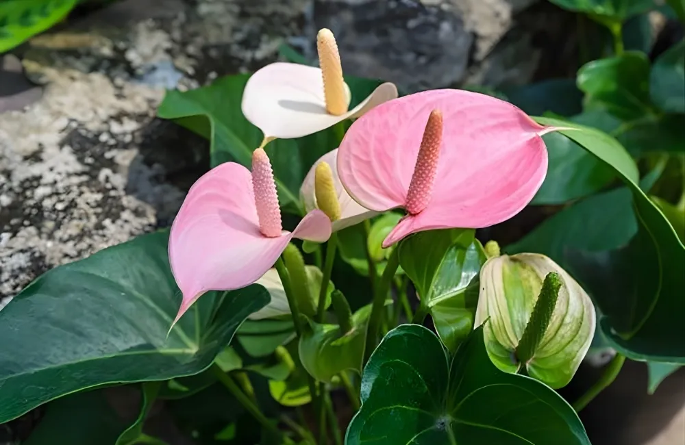 Kỹ thuật trồng và chăm sóc Hồng Môn Tím Cấy Mô