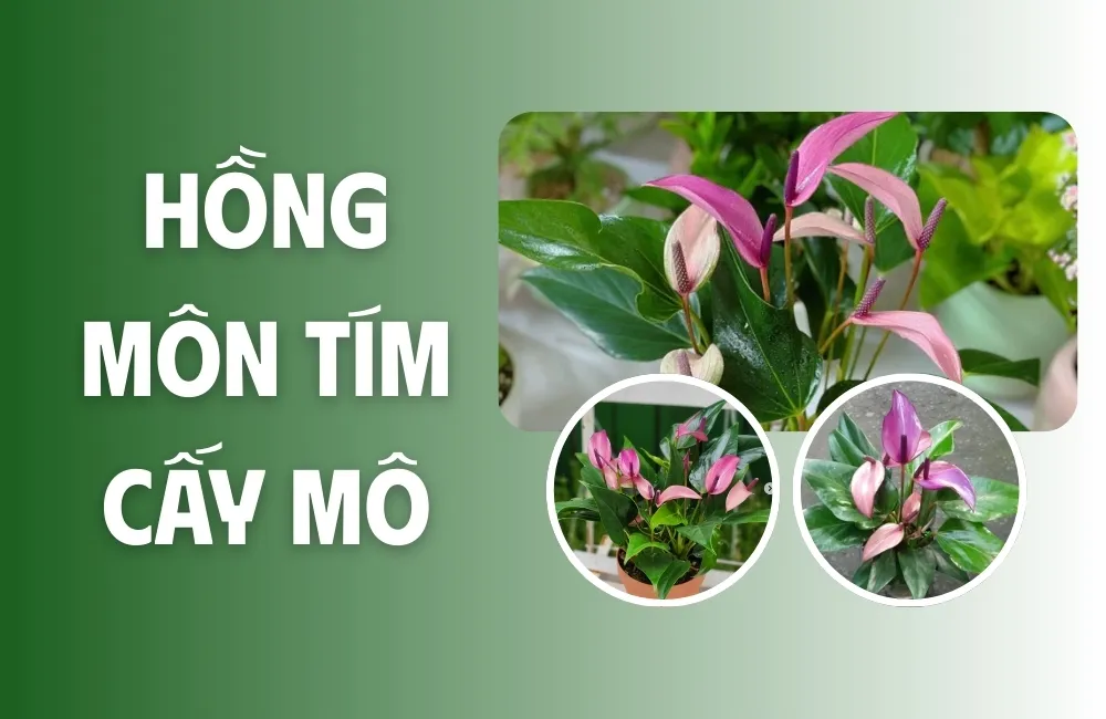 Tổng quan về cây Hồng Môn Tím cấy mô