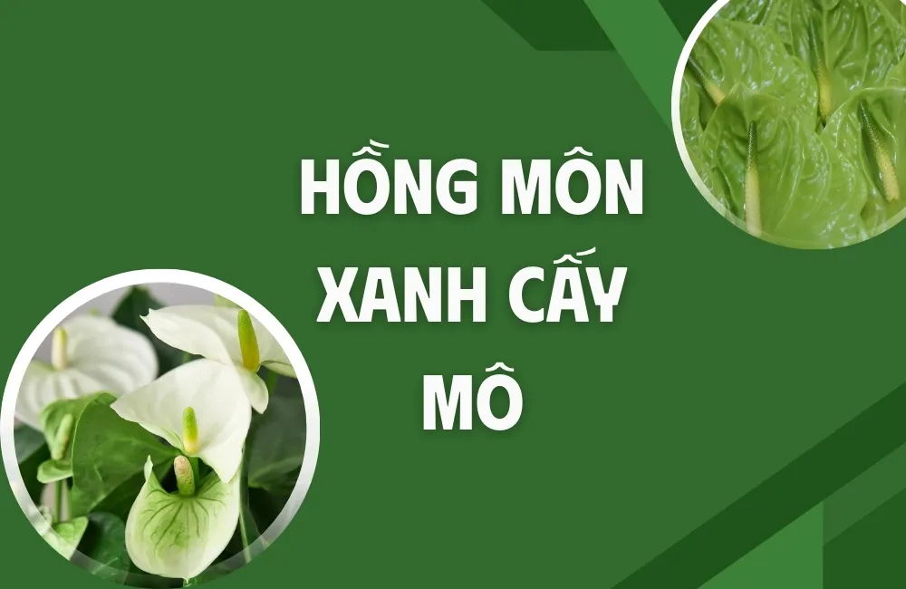 Tổng quan về Hồng Môn Xanh Cấy Mô