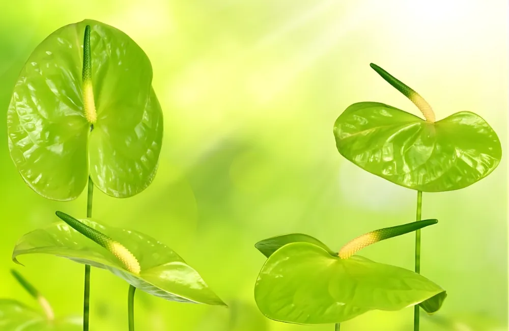 Các dòng và giống Hồng Môn Xanh Cấy Mô phổ biến hiện nay