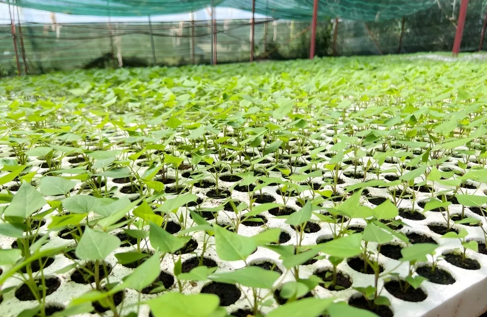 Các giống khoai lang cấy mô đang được ViGen cung cấp