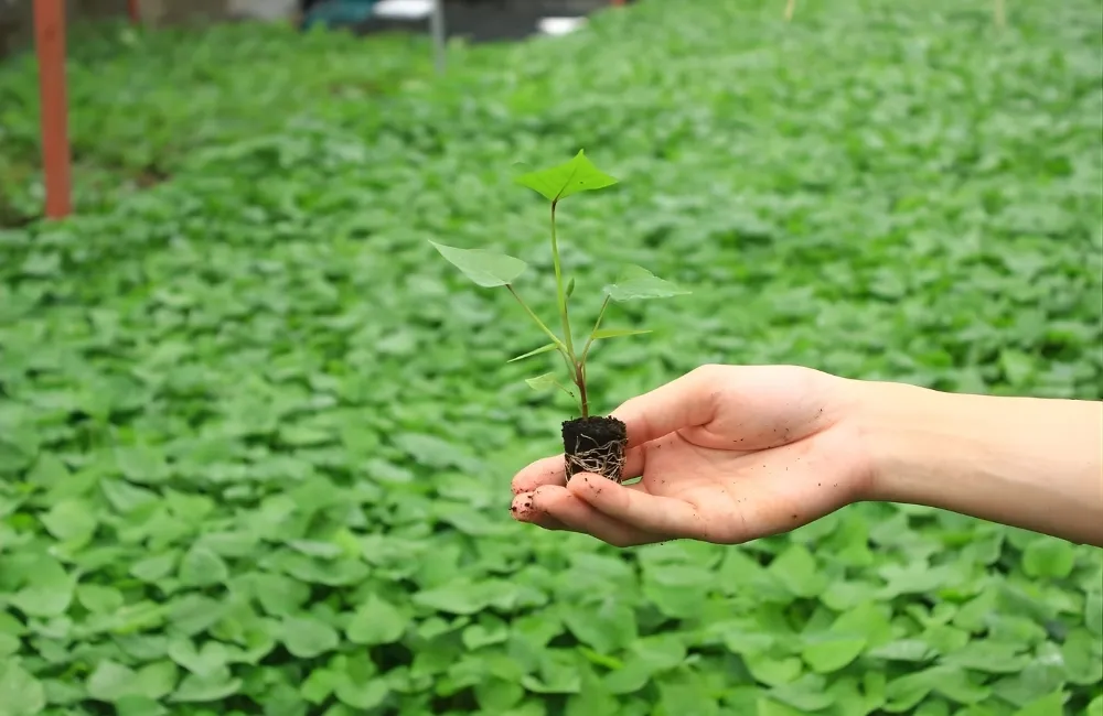 Giá khoai lang cấy mô tham khảo trên thị trường