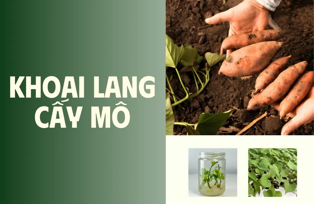Khoai lang cấy mô