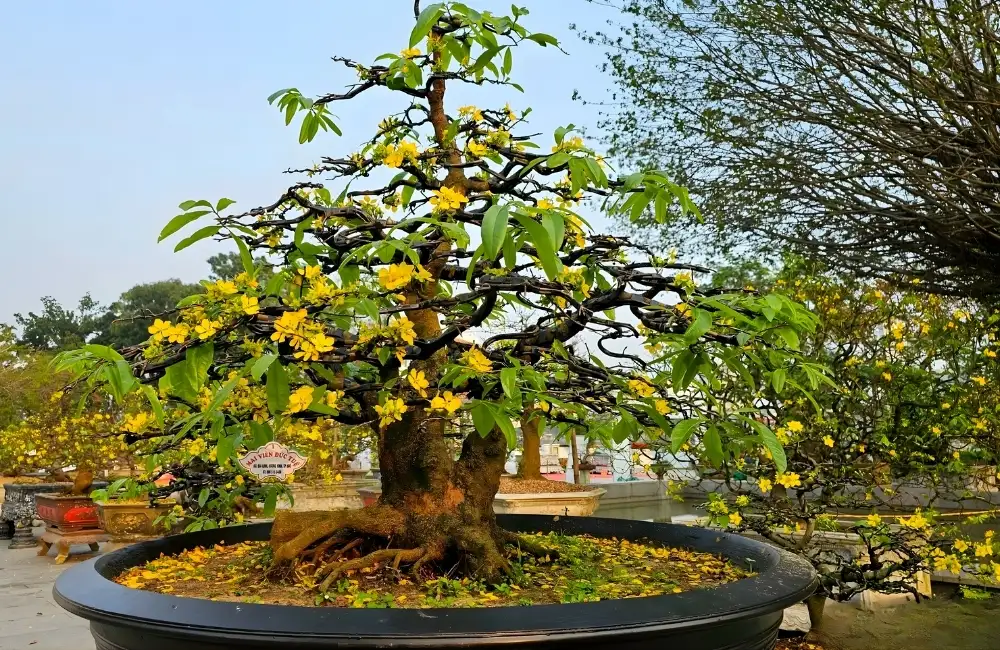 Đặc điểm nổi bật của Mai Vàng Cấy Mô hiện nay