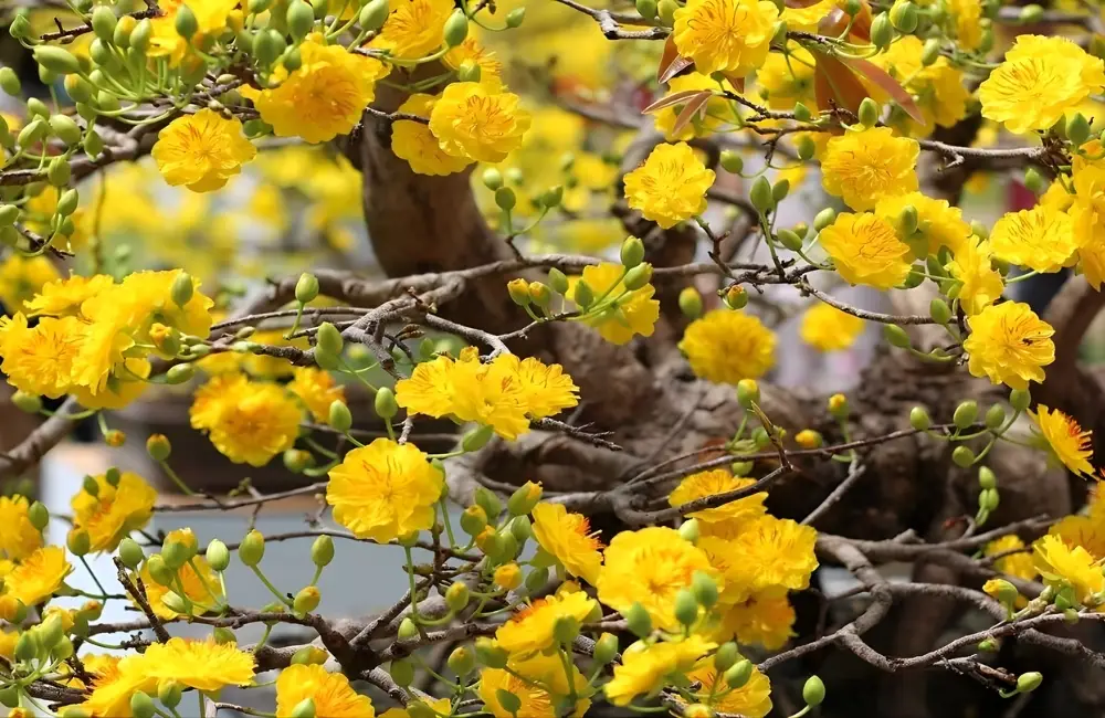 Cây mai vàng cấy mô khỏe, tỷ lệ sống cao