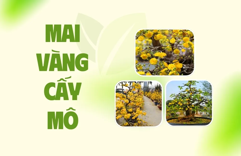Mai Vàng Cấy Mô