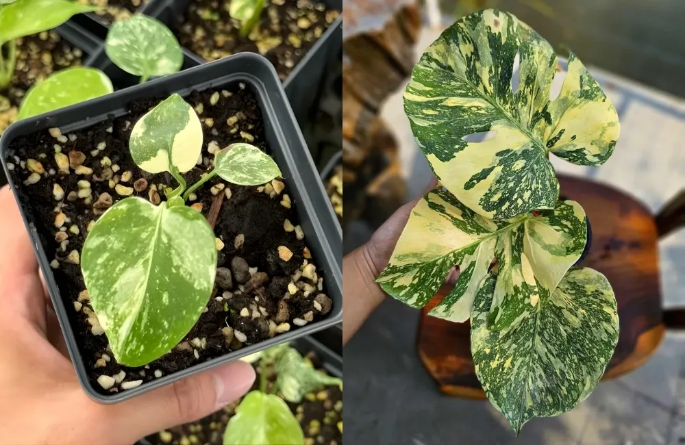Nhóm Monstera kiểng lá cao cấp