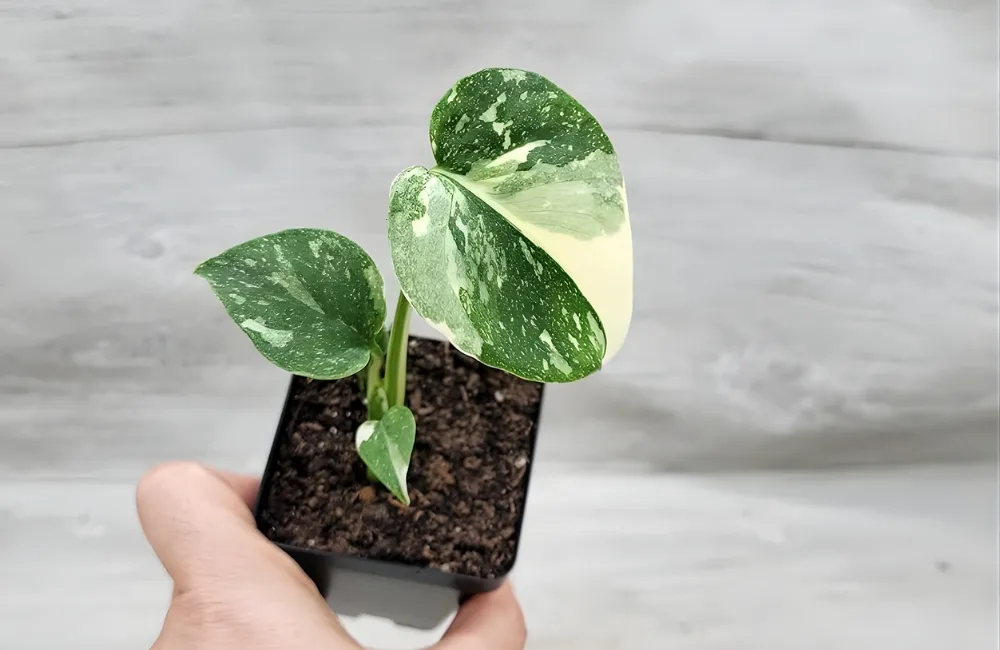 Cách chọn Cây Monstera Cấy Mô chất lượng, dễ trồng, giữ giá trị lâu dài