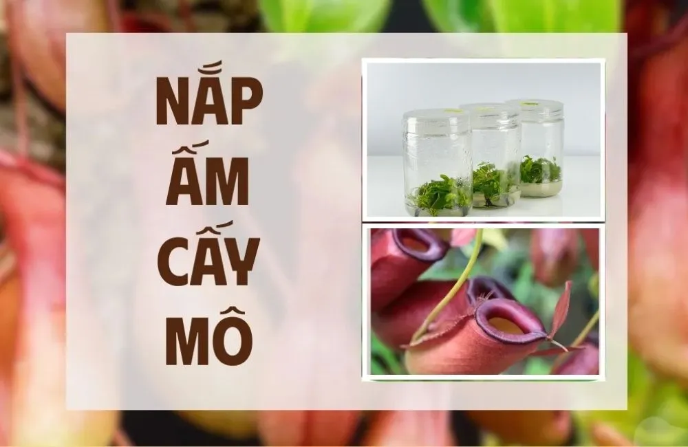 Tổng quan về cây Nắp Ấm cấy mô