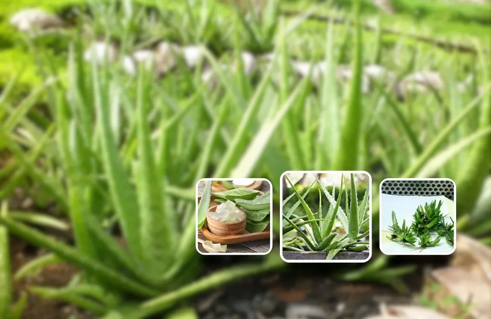 Nha Đam Cấy Mô