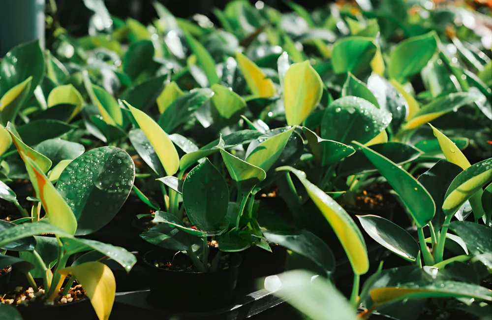 Các giống Philodendron cấy mô có tại ViGen
