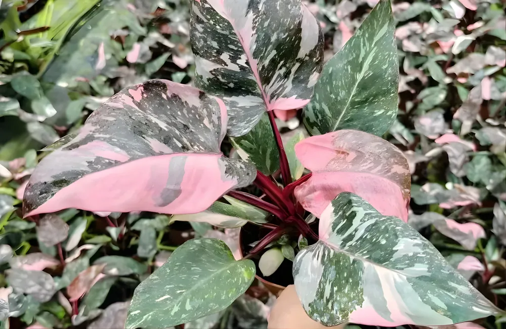 Giá Philodendron cấy mô tham khảo trên thị trường