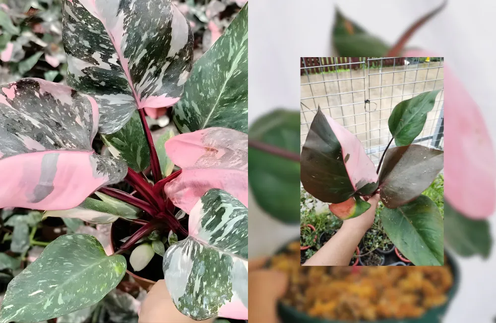 Philodendron cấy mô