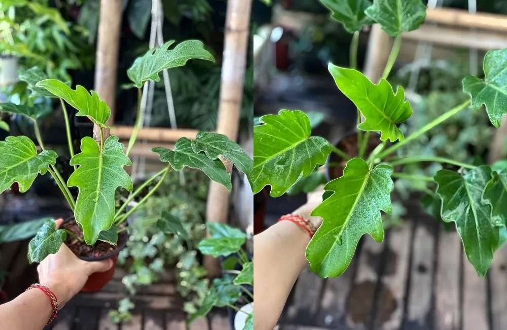 Các dòng và nhóm Philodendron Xandanu Cấy Mô phổ biến