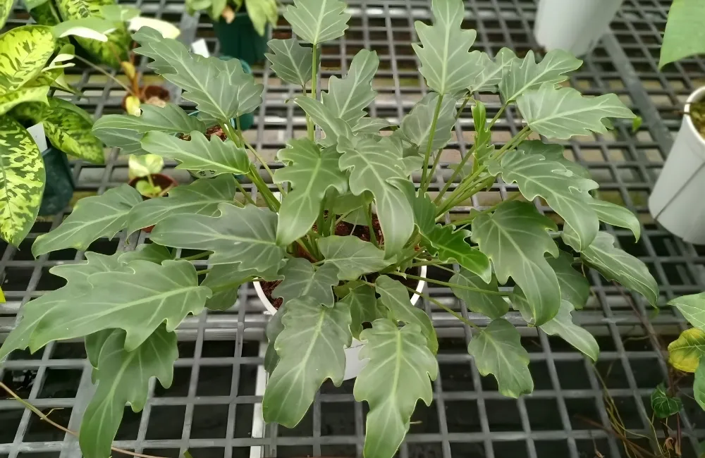 Kỹ thuật trồng và chăm sóc Philodendron Xandanu Cấy Mô
