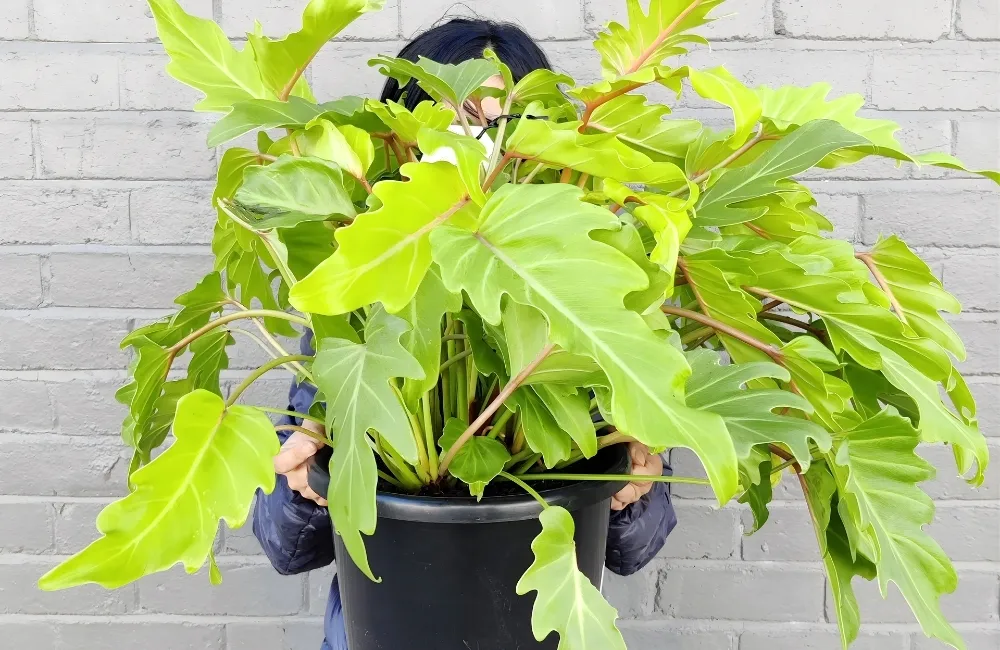 Các dòng và phân loại Philodendron Xandanu Gold Cấy Mô