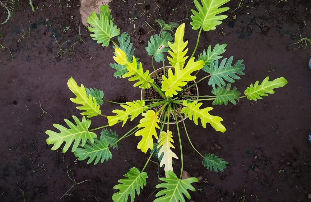 Kỹ thuật trồng và chăm sóc Philodendron Xandanu Gold Cấy Mô