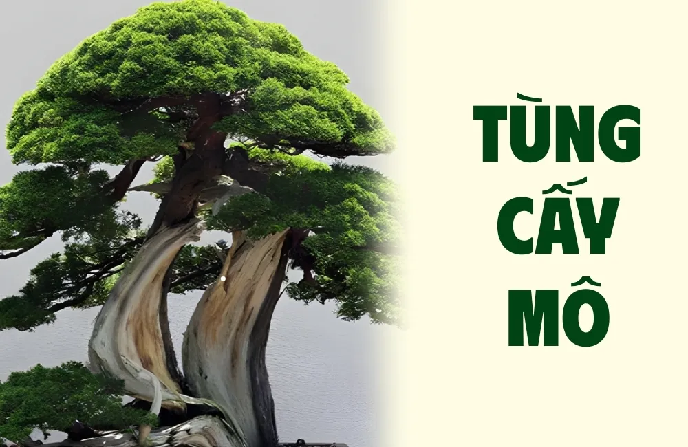 Tùng cấy mô