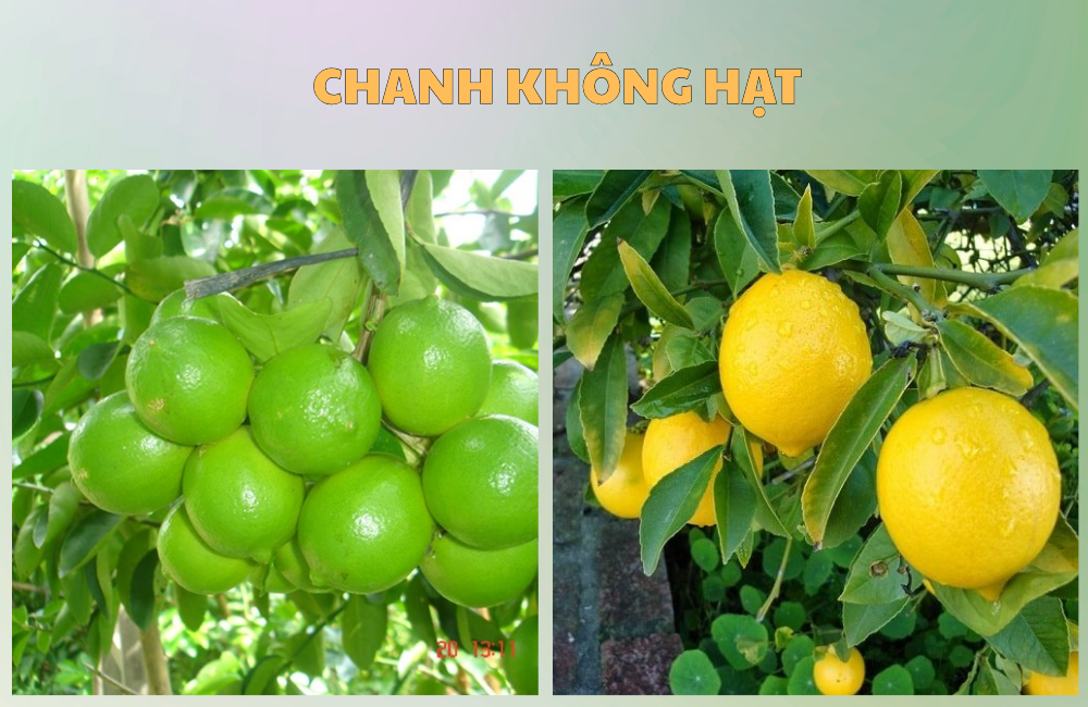 Chanh không hạt