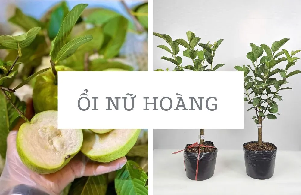 Ổi Nữ Hoàng tại ViGen 