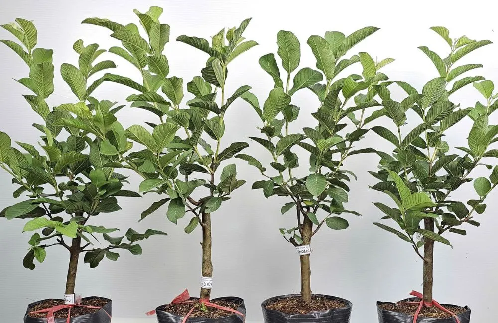 Ổi Nữ Hoàng tại ViGen 
