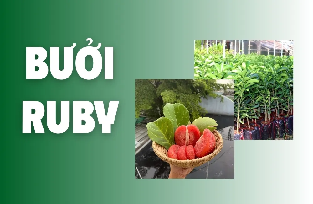 Tổng quan về bưởi ruby