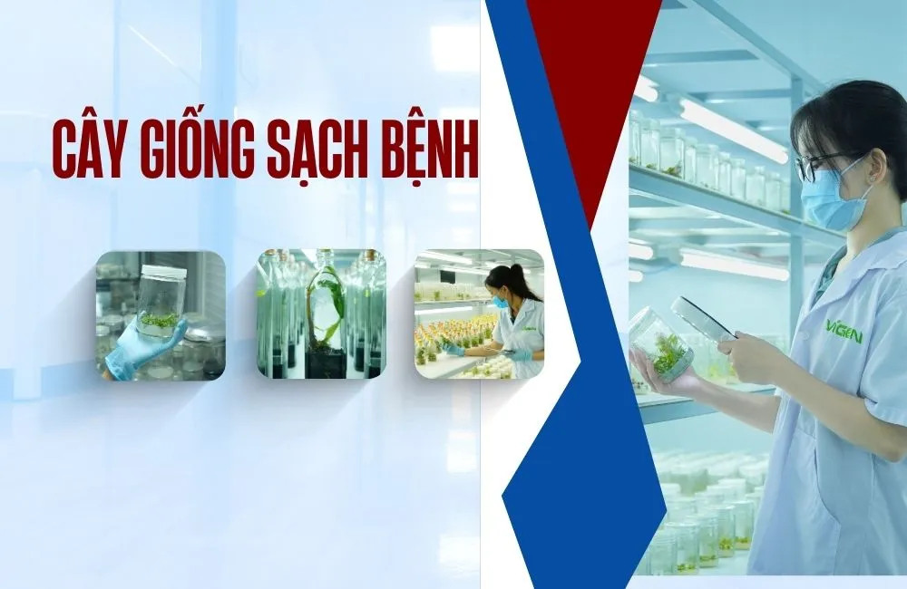 Cây giống sạch bệnh