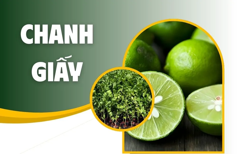 Tổng quan về chanh giấy