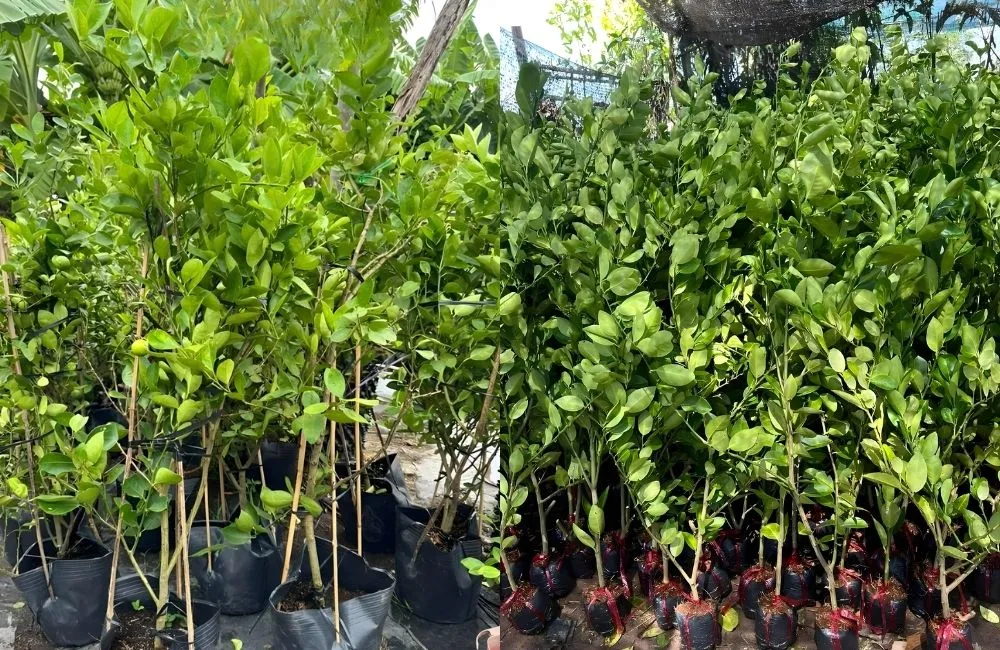 Các giống chanh giấy phổ biến hiện nay