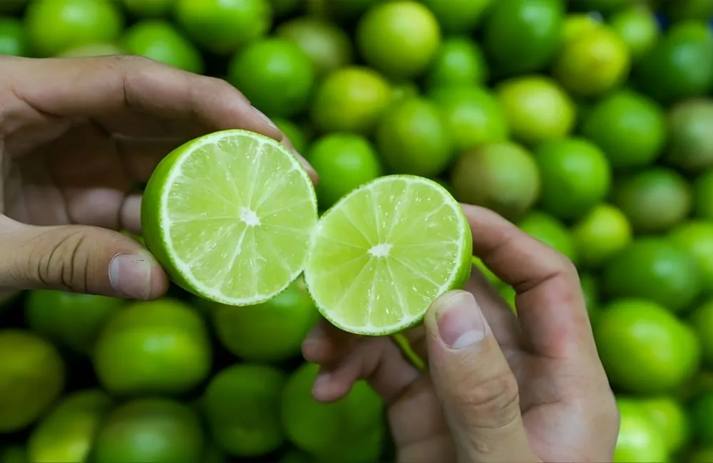 Kỹ thuật trồng và chăm sóc chanh giấy