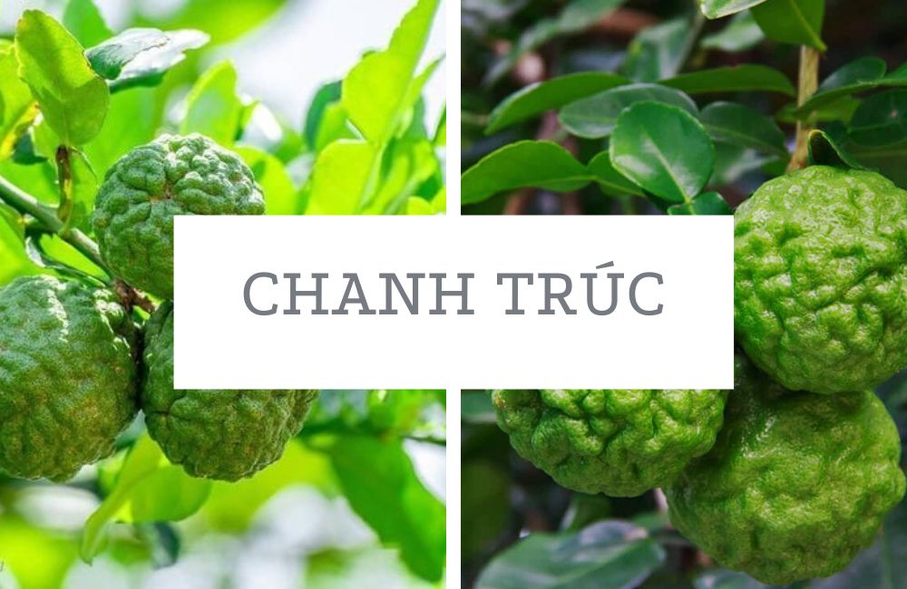 Chanh trúc 