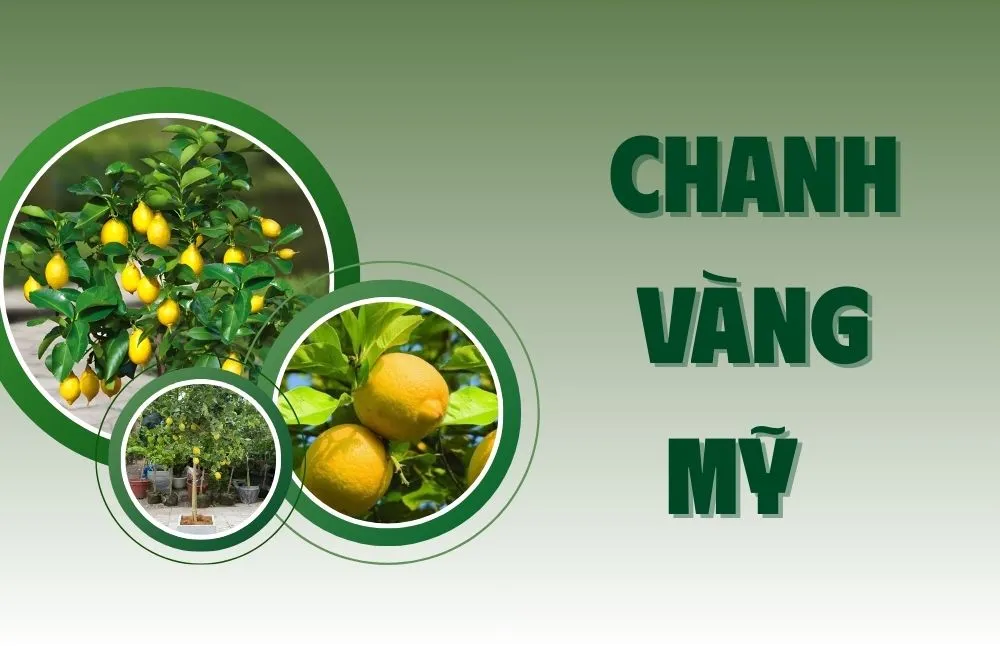 Tổng quan về chanh vàng Mỹ