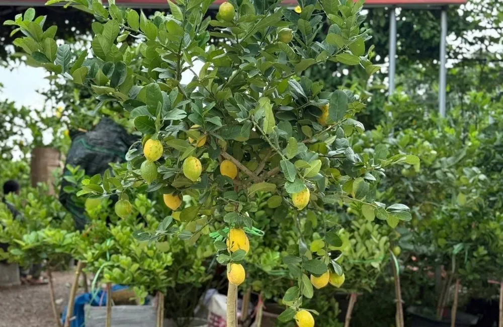 Màu vỏ vàng, vị chua thanh, hàm lượng nước cao