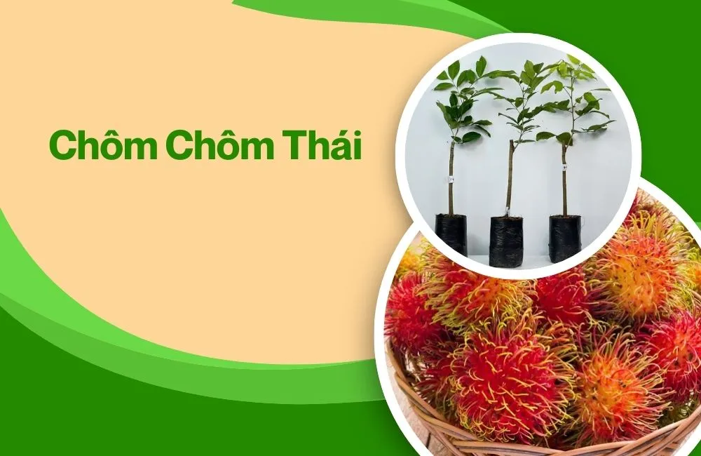 Chôm chôm Thái