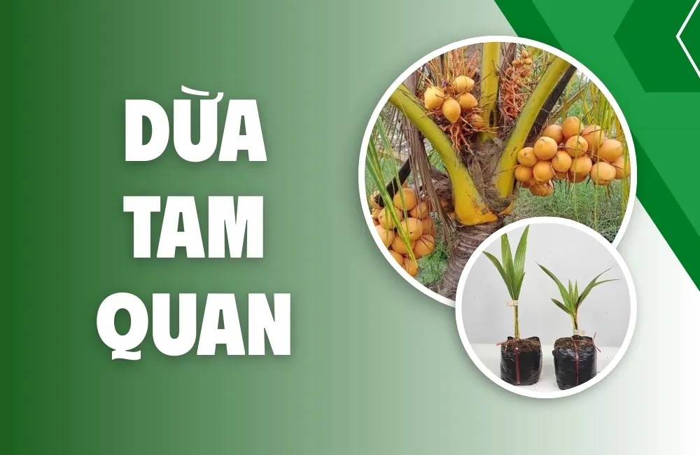 Tổng Quan Về Giống Dừa Tam Quan