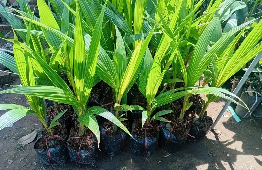 Đặc Điểm Trái Dừa Tam Quan