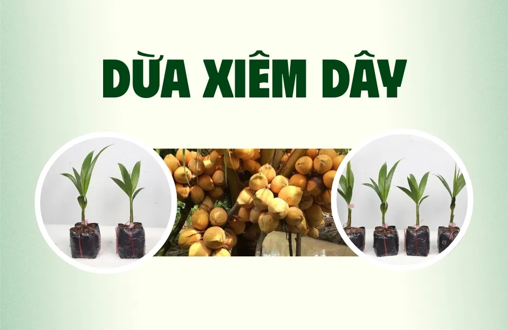 Tổng Quan Về Giống Dừa Xiêm Dây