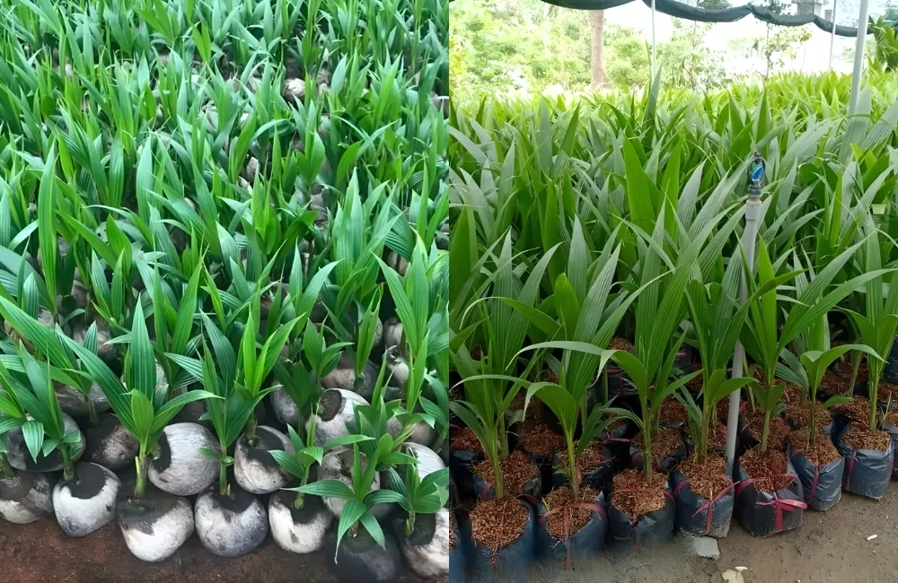 Cách Chọn Cây Giống Dừa Xiêm Dây Chuẩn