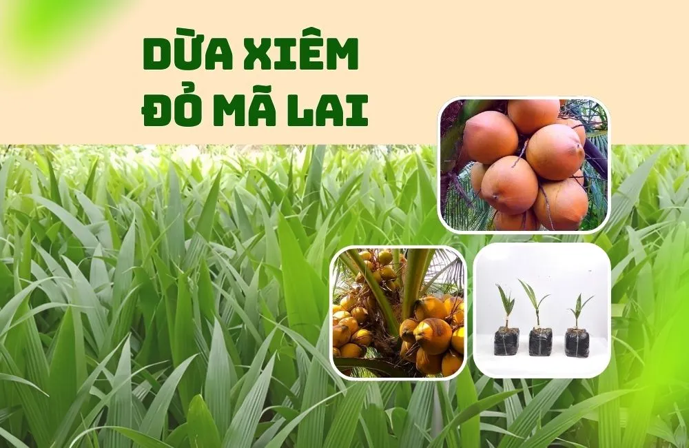 Dừa Xiêm Đỏ Mã Lai