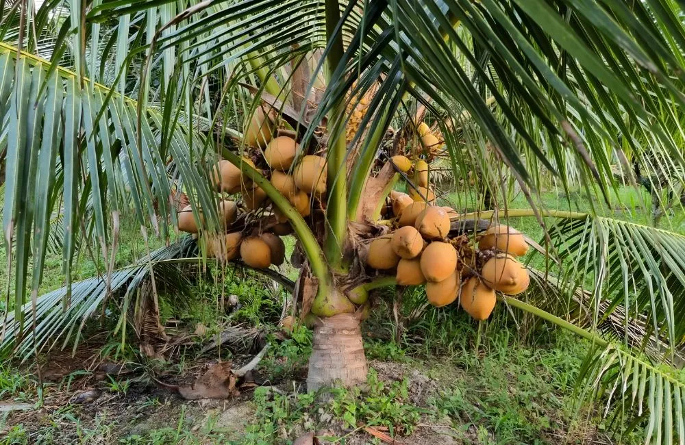 Đặc điểm quả dừa xiêm đỏ Mã Lai