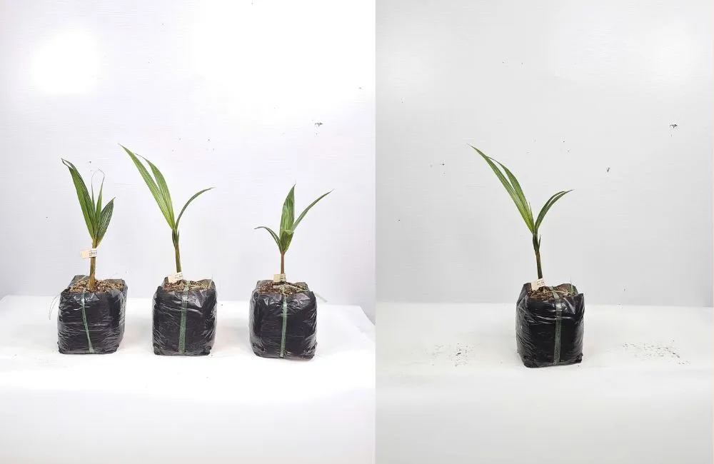 Đặc điểm dừa xiêm đỏ Mã Lai